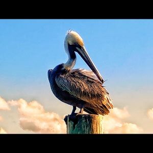 Meet your Posher, Bill